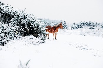 Horse on snow