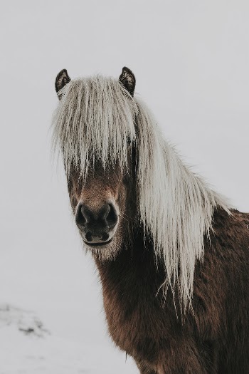 Horse. Original public domain image | Free Photo - rawpixel