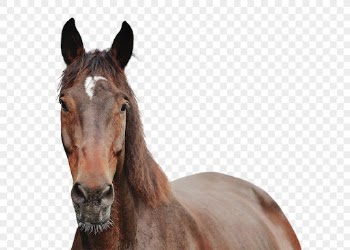 Horse png clipart, pet, transparent | Free PNG - rawpixel