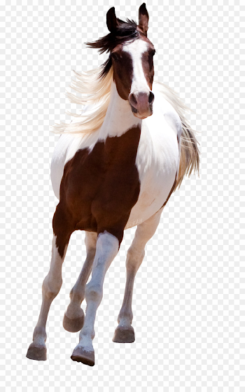 Horse PNG Mustang American Paint Clipart download - 1200 * 1900 ...