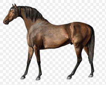 Horse png vintage illustration, remixed from… | Free stock illustration | High Resolution graphic