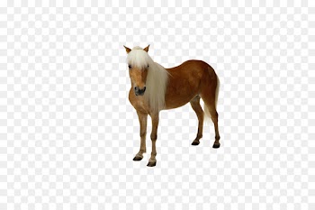 Horse Portable Network Graphics Image Clip art Pony - affenpinscher dog 