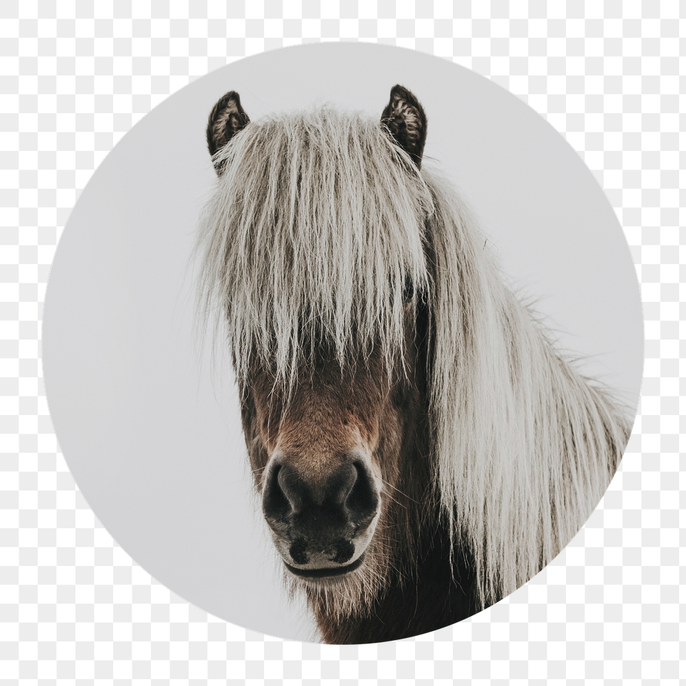 Horse portrait png badge sticker, | Free PNG - rawpixel