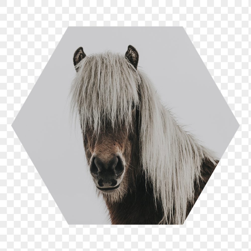 Horse portrait png badge sticker, | Free PNG - rawpixel