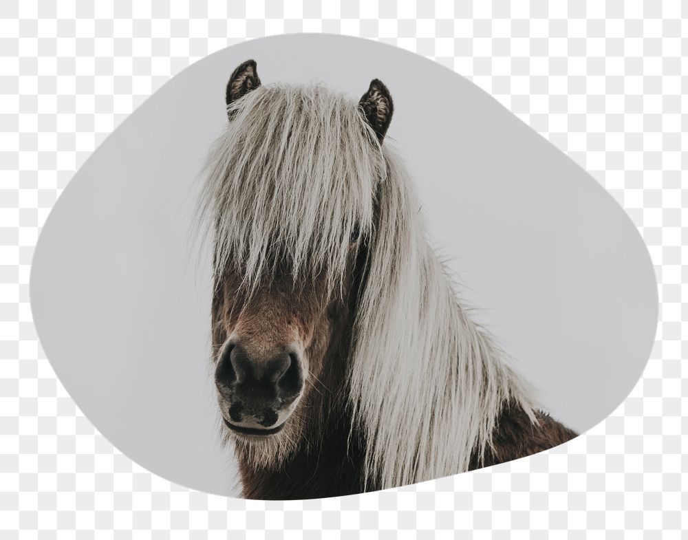 Horse portrait png badge sticker, | Free PNG - rawpixel