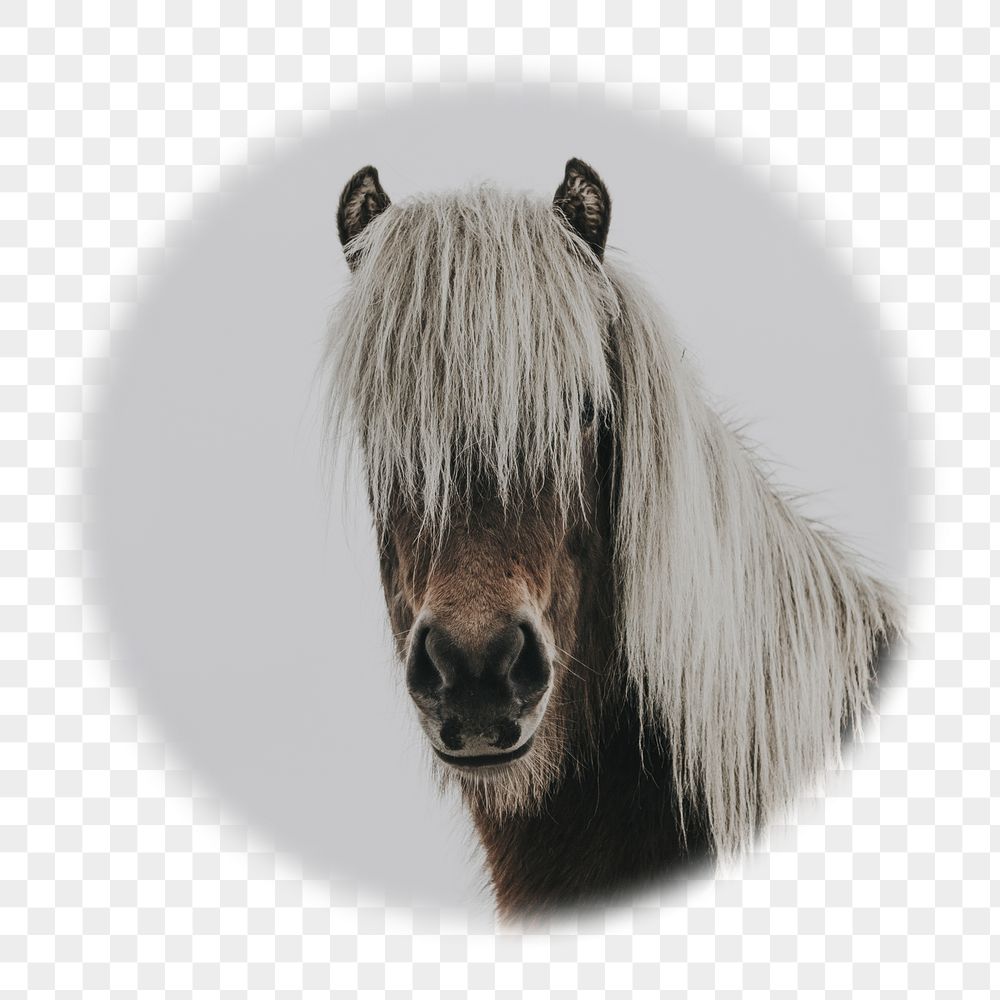 Horse portrait png badge sticker, | Free PNG - rawpixel