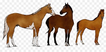 horse przewalski's horse sorrel mane mustang horse