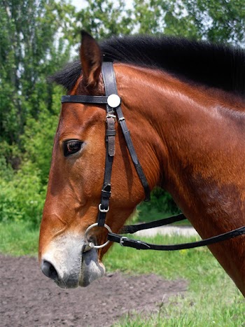 horse_q.jpg