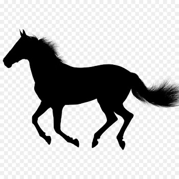 Horse, Rearing, Black, Mammal PNG
