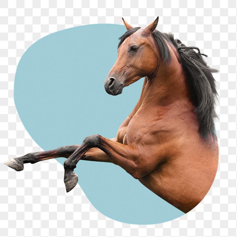 Horse rearing png badge sticker, | Free PNG - rawpixel