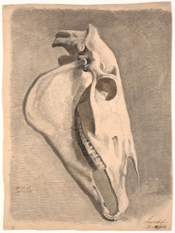 Horse skull by Johan Thomas | Free Photo - rawpixel