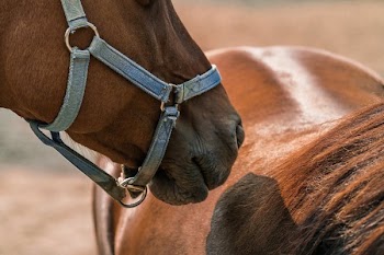 Horse Smells Horse