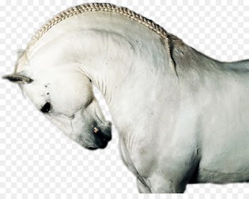 Horse Snout Photography Animal Portable Network Graphics - horse 