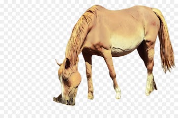 horse sorrel animal figure mare mustang horse