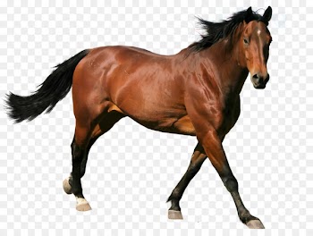 Horse Stallion - Horse Vector Horse picture material,Running horse 
