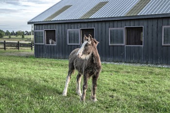 Horse Standing on Green Grass Field