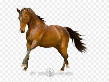Horse Stock Finish By Dark Wolfs Stock - Mustang Horse White Background