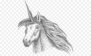 Horse Unicorn Sketch - unicorn head 