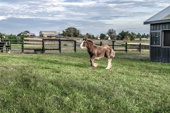Horse Walking on Field