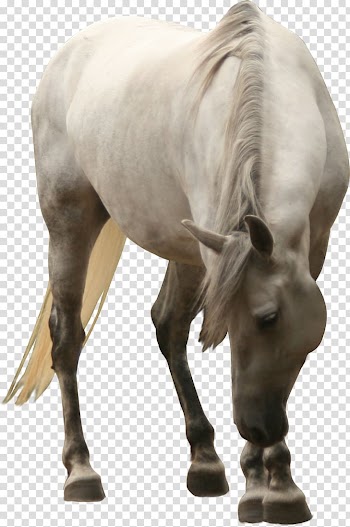Horse White , Bow the big white horse transparent background PNG clipart