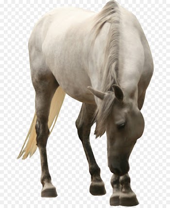 Horse White Clip art - Bow the big white horse 