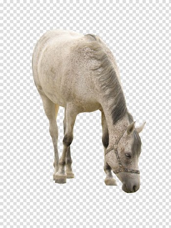 Horse White Computer file, White Horse Grazing transparent background PNG clipart
