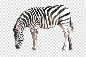 Horse Zebra Watercolor painting Drawing, Always zebra transparent background PNG clipart