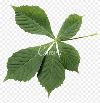 Horsechestnut Leaf - Corchorus