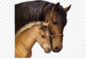 Horseland Foal Stallion Blingee - horse 