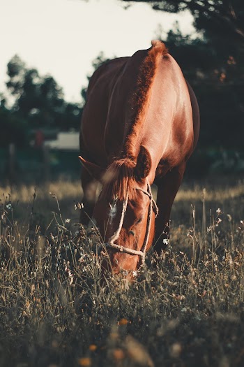 HorseOn Grass Field