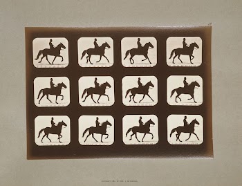 Horses. Ambling or single foot | Free Photo - rawpixel