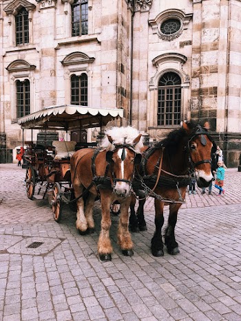 Horses and Buggy