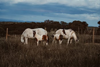 Horses and Ponies Eating Grass