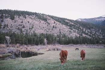 Horses are eating grass in the field