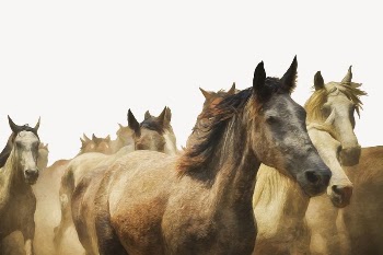 Horses border collage element, animal | Free PSD - rawpixel