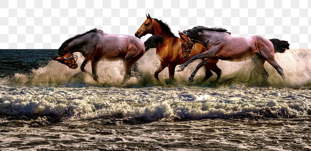 Horses border png, enjoying a beach, | Free PNG - rawpixel