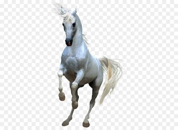 Horses Clip art - Whitehorse 