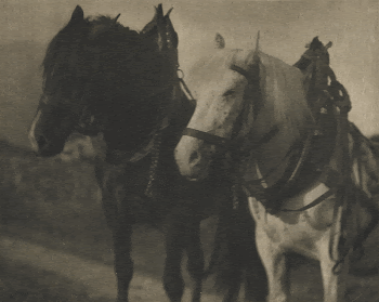 Horses during 20th century photo | Free Photo - rawpixel