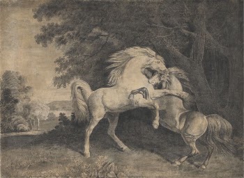 Horses Fighting | Free Photo - rawpixel
