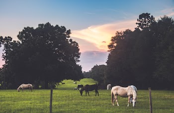 Horses In A Farm