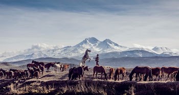 horses in brown open field viewing mountain at daytime
