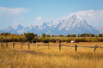 Horses on Brown Grass Field