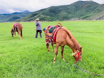 Horses on Grass Field