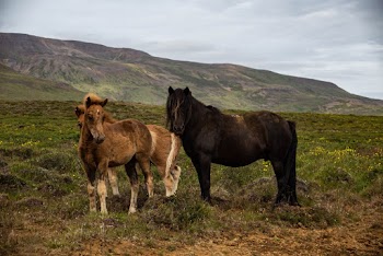 Horses on Grassland Across Mountain