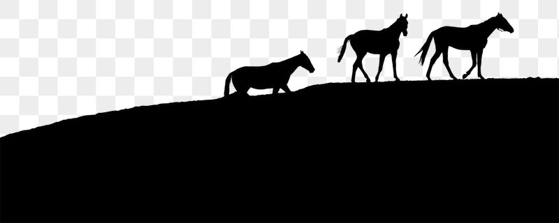 Horses silhouette  png border, | Free PNG - rawpixel