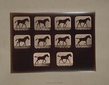 Horses. Trotting (ca.1881) photography in high | Free Photo - rawpixel