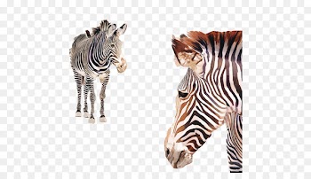 Horses Watercolor painting Zebra Poster - Zebra water-color material Image 