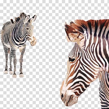 Horses Watercolor painting Zebra Poster, Zebra water-color material transparent background PNG clipart