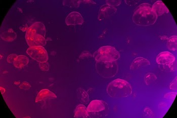 Horseshoe Jellyfish