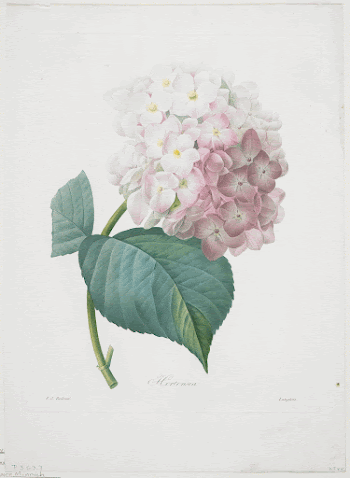 Hortensia, from Choix Des Plus | Free Photo - rawpixel